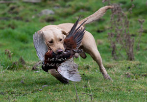 Labrador Retriever photography by Betty Fold Gallery